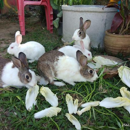 Baan Suan Jantra Home Stay Csiangraj Kültér fotó